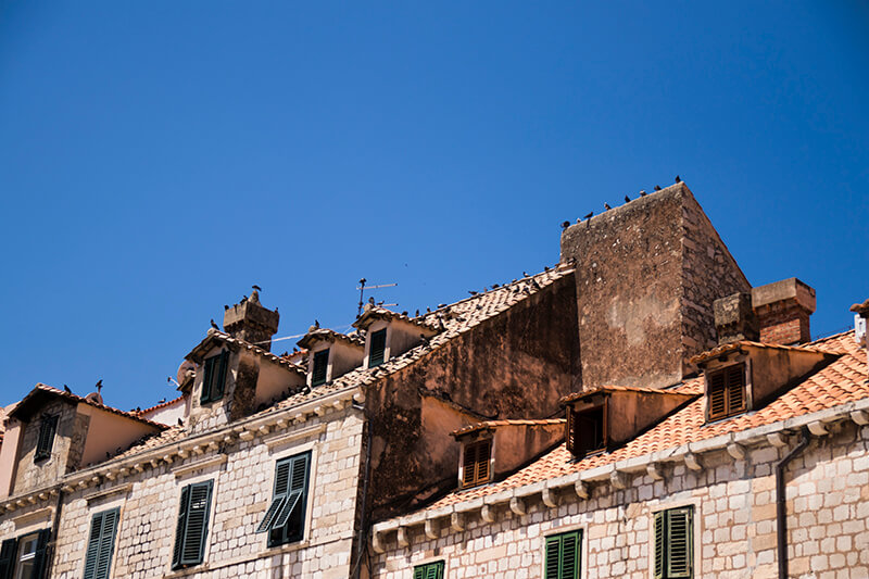 Birds on Rooftops