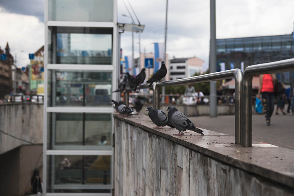 Pigeons of Riga