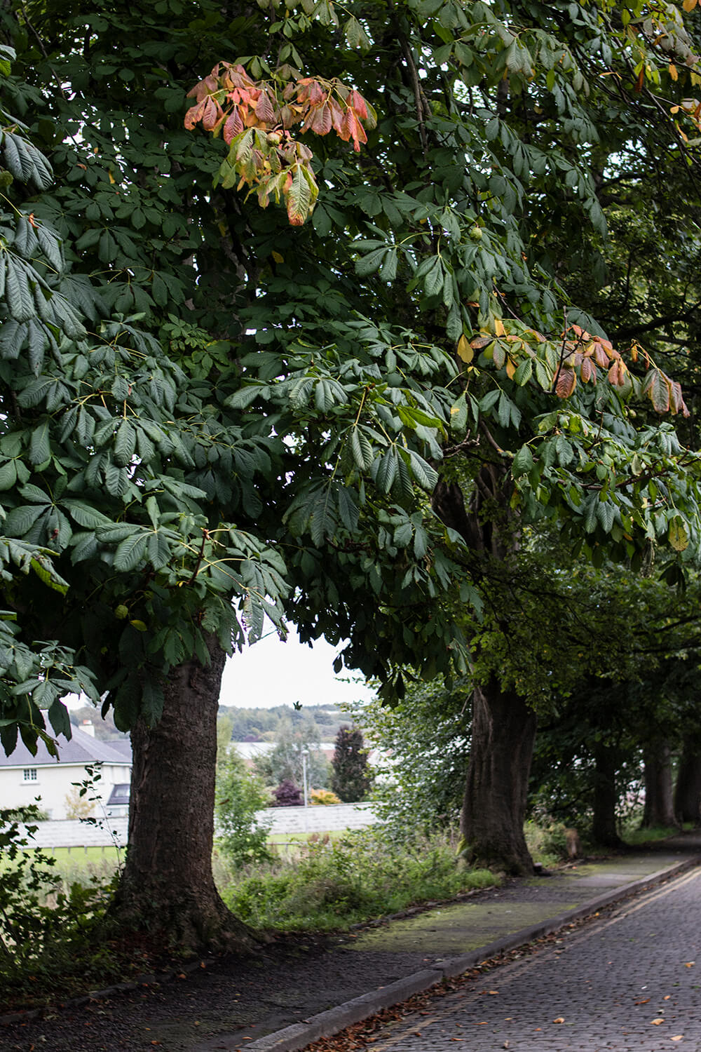 Autumnal Trees